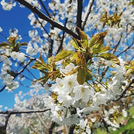 Alte לינה וארוחת בוקר 3*